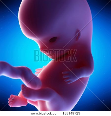 3d rendered, medical 3d animation of a fetus - week 9