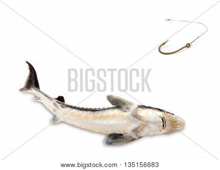 Fished Sterlet And Old Rusty Fish Hook