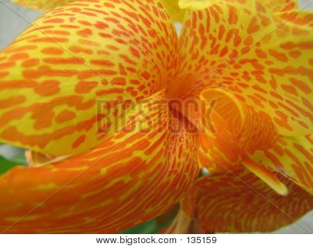 Fiore arancione e giallo