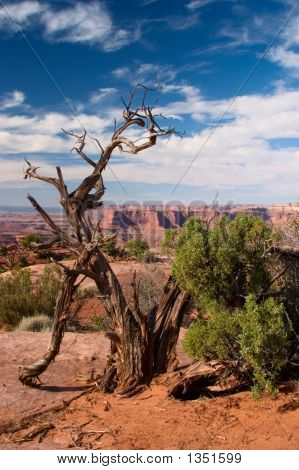 Jalovec strom vedle Canyon