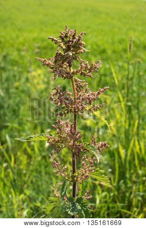 Wild nettle blooms. Close up showing the inflorescence. Stinging is used in medicine and can be consumed.