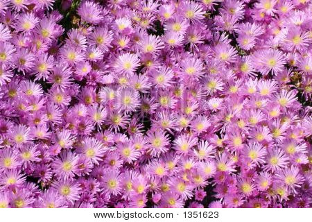 Pink Mesembryanthemum