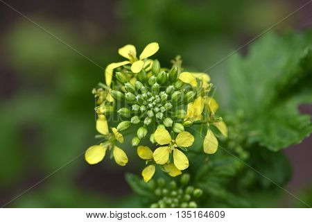 Macro photo of White mustard (Sinapis alba) flowers.