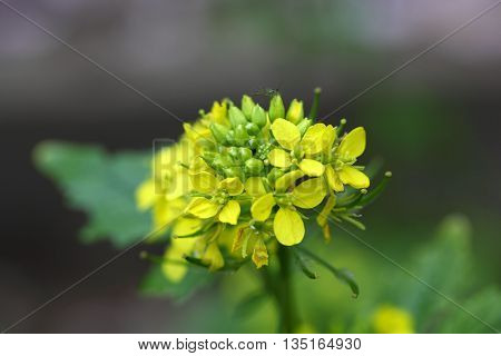Macro photo of White mustard (Sinapis alba) flowers.