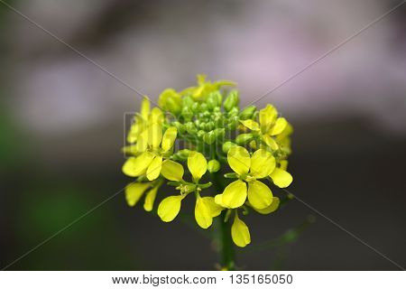 Macro photo of White mustard (Sinapis alba) flowers.