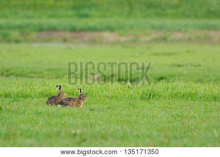 Running hares in the fields