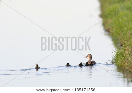 Swimming mallard duck with ducklings