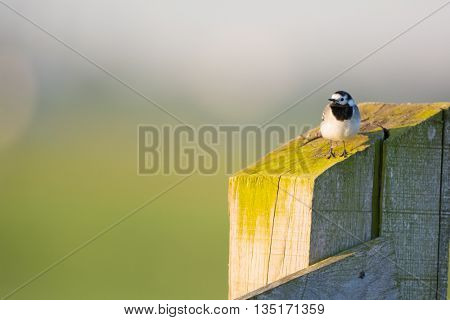 white wagtail on fence in the morning sun