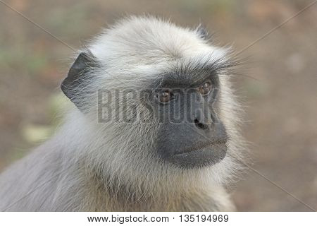 Close up of a Langur in Kanha National Park in India