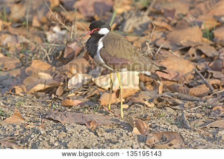 Red-wattled Lapwing in the Wilds of Kanha National Park in India