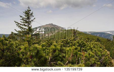 Snezka with the dwarf pines in the foreground.