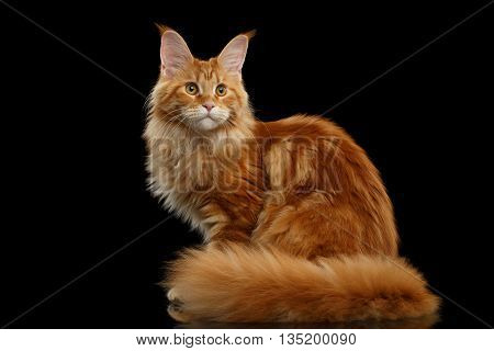 Beautiful Red Maine Coon Tabby Cat Sitting with Large Ears and Furry Tail Looking in Camera Isolated on Black Background, Side view