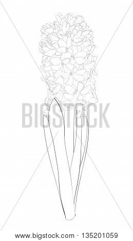 beautiful monochrome black and white hyacinth isolated on white background. Hand-drawn contour lines and strokes.
