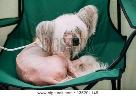 Young White Chinese Crested Dog Sit In Chair. Hairless Breed Of Dog. Light Skin.