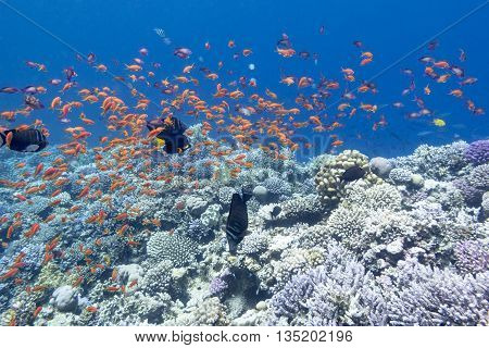 colorful coral reef with shoal of exotic fishes anthias at the bottom of tropical sea underwater