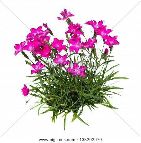 Feather Carnation Or Dianthus On White Background.