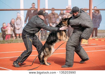 Gomel, Belarus - March 12, 2016: German shepherd dog training. Biting dog. Alsatian Wolf Dog. Deutscher, dog