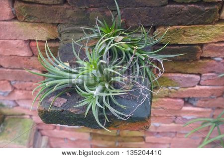 Mini green bromeliad plant in rock pot