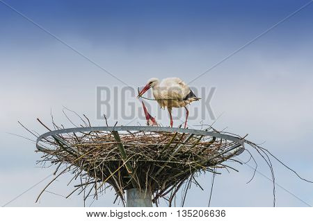 Close up, two storks on the nest