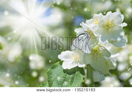 Spring background with butterfly on jasmine in the sunshine