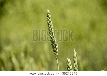 Field with young green wheat crop in spring