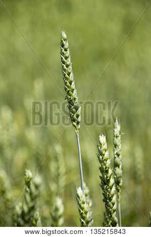 Field with young green wheat crop in spring