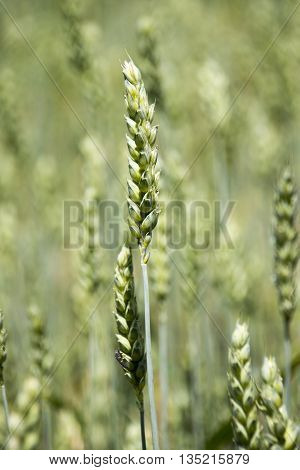 Field with young green wheat crop in spring