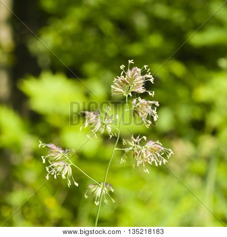 Flowers on Cock's-foot or Cat grass Dactylis glomerata closeup with green bokeh background selective focus shallow DOF