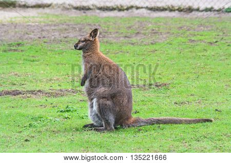 Kangaroo swamp wallaby (Wallabia bicolor) (Macropus giganteus) in its natural habitat in the grass.