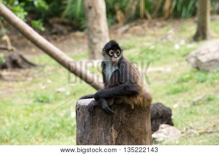 Spider monkey on a tree