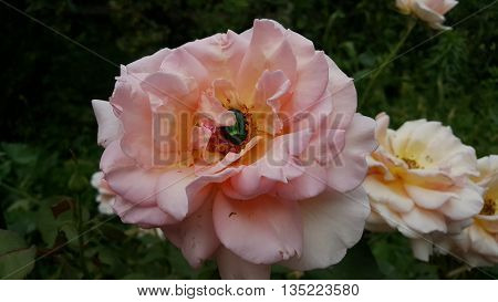green beetle is eating a rose. Green ruby in pink ​​rose