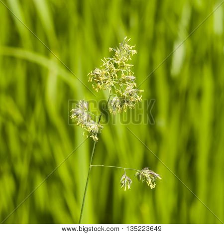 Flowers on Cock's-foot or Cat grass Dactylis glomerata closeup with green bokeh background selective focus shallow DOF