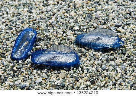 jellyfish Velella beached on the shore in the sand