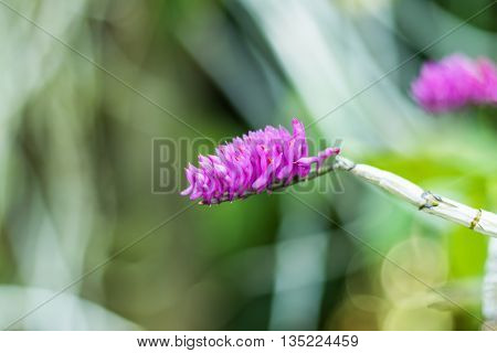 Purple Pink Orchid