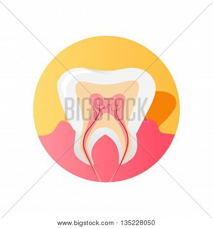 Icon of the tooth in a cut isolated on white background. Health tooth and dental healthy care, medicine human and design sign oral anatomy, nerve canal and root in tooth single, vector illustration
