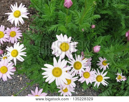 Pink flowering Tanacteum,  Tanacetum coccineum, in garden
