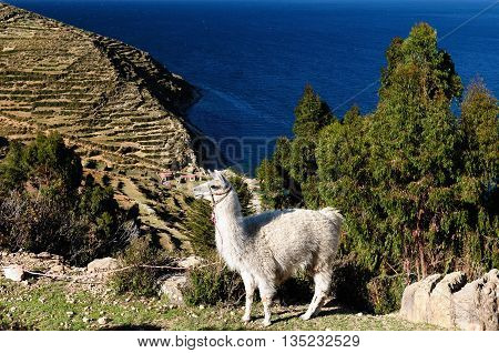 South America Bolivia - Isla del Sol on the Titicaca lake the largest highaltitude lake in the world