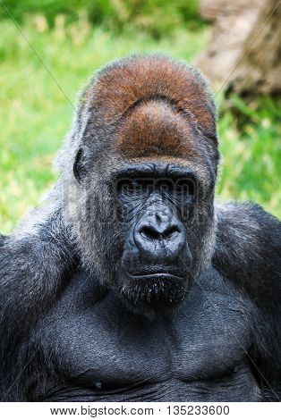 Portrait Of A Gorilla Male In A Native Habitat