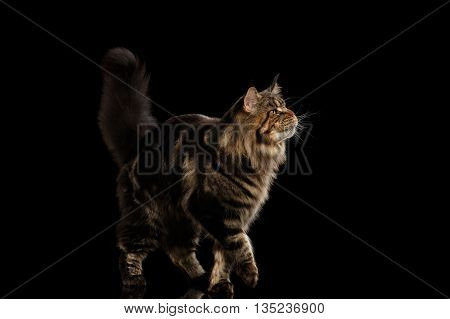 Beautiful Large Maine Coon Cat Walk with furry tail Isolated on Black Background, Front view