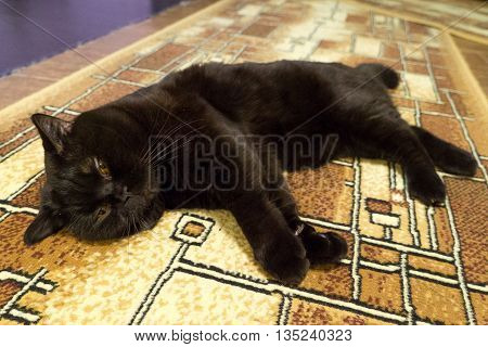 Pretty black British cat sleeps on floor