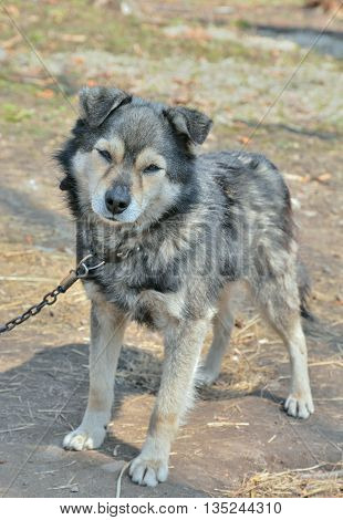 A close up of the small grey dog.