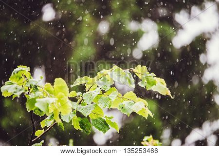 Summer rainy outside window, water drops droplets raindrops as background texture. Downpour rain.