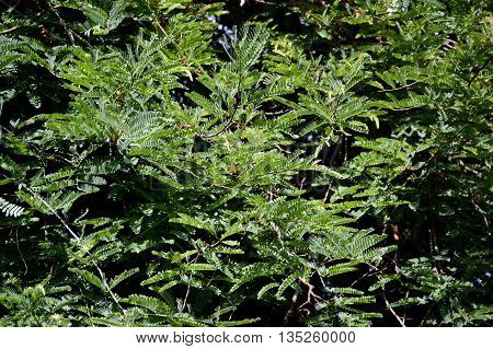 fresh green Tamarindus indica tree in nature garden