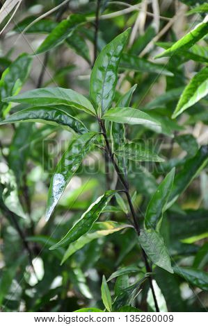 fresh green Barleria lupulina plants in nature garden