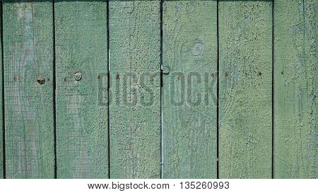 background trees  texture wooden fence green on a Sunny day