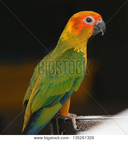 pet Sun Conure perching on edge of feeding dish, Songkhla, Thailand