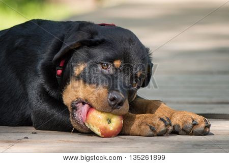 The puppy of Rottweiler lie on the wooden bridge with the red apple in the mouth