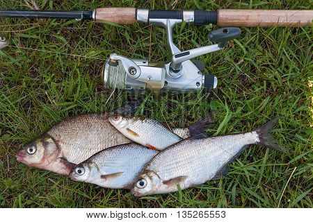 Several Common Bream Fish And Silver Bream Or White Bream Fish On Green Grass. Catching Freshwater F