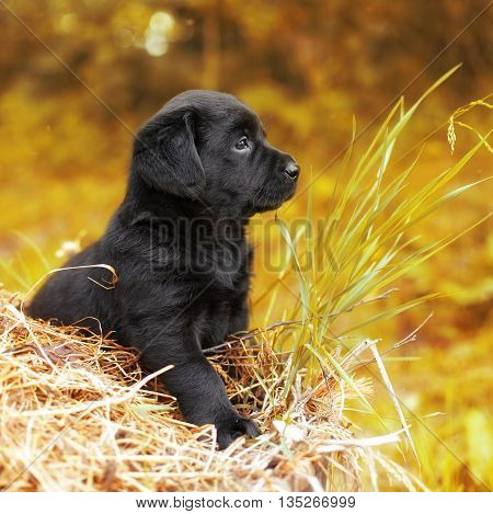 beautiful black puppy dog Labrador sitting on the hay in the fall at nature and thinks like a philosopher