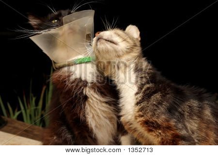 Vieux chats